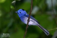 Black-naped Monarch (Male) Scientific name - Hypothymis azurea