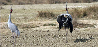 Sarus Cranes displaying