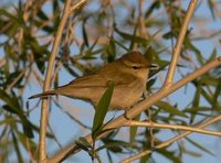 Greenish Warbler