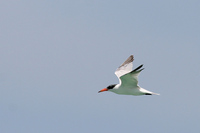 Caspian Tern