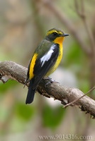 Narcissus Flycatcher (Race Owstoni) 黃眉姬鶲 琉球亞種