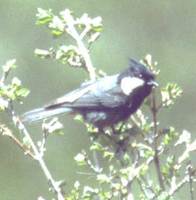 Black-breasted Tit