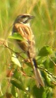 Jankowski's Bunting » Emberiza jankowskii