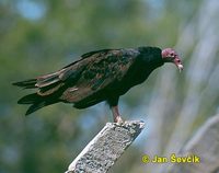 Photo of kondor krocanovitý, Cathartes aura, Turkey Vulture, Aura Gallipavo, Truthahngeier