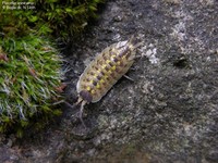 Porcellio spinicornis Foto/billede af