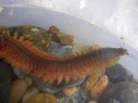 Perinereis cultrifera - Ragworm