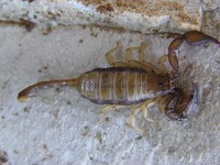 Euscorpius