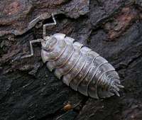 Oniscus asellus - Common Shiny Woodlouse