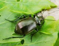 Calosoma inquisitor