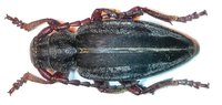 Dorcadion divisum