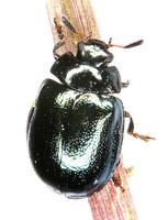Plagiodera versicolora
