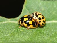 Propylea quatuordecimpunctata - Fourteen-spotted Lady Beetle