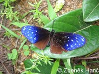 Euploea mulciber