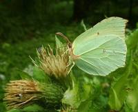 Gonepteryx rhamni rhamni