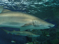 Carcharias taurus, Sand tiger shark: fisheries, gamefish
