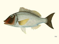 Lethrinus reticulatus, Red snout emperor: fisheries