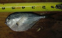 Brama orcini, Bigtooth pomfret: fisheries