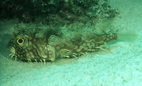 Chilomycterus antillarum, Web burrfish: