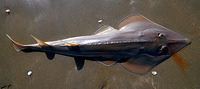 Rhinobatos rhinobatos, Common guitarfish: fisheries