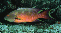 Variola louti, Yellow-edged lyretail: fisheries, gamefish, aquarium