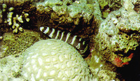 Gymnothorax rueppellii, Banded moray: