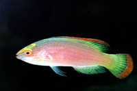 Cirrhilabrus rubrimarginatus, Red-margined wrasse: