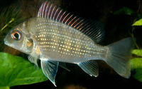 Tylochromis lateralis, :