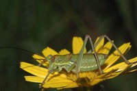 Ephippiger discoidalis