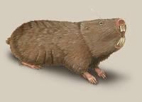 Image of: Cryptomys hottentotus (African mole rat)