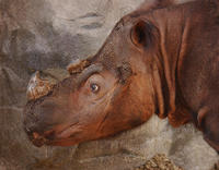 Image of: Dicerorhinus sumatrensis (Sumatran rhinoceros)