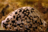 Cypraea tigris - tiger cowry