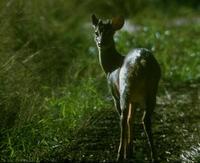 Image of: Mazama americana (red brocket)