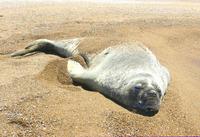 Image of: Mirounga leonina (southern elephant seal)
