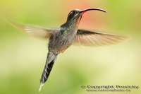 Phaethornis guy - Green Hermit