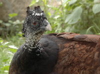 Crax rubra - Great Curassow