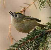 Regulus regulus - Goldcrest