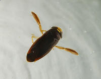 Image of: Corixidae (water boatman)