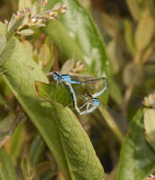 Image of: Enallagma aspersum