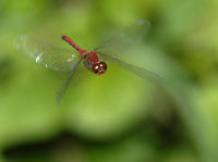 Image of: Sympetrum internum