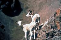 Ovis dalli - Kenai Dall Sheep