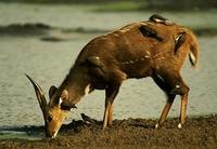 Image of: Buphagus erythrorhynchus (red-billed oxpecker)