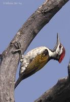 Image of: Dinopium benghalense (black-rumped flameback)