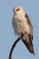 Image of: Elanus caeruleus (black-winged kite)