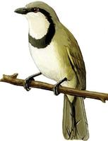 Image of: Neolestes torquatus (black-collared bulbul)