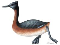 Image of: Podiceps major (great grebe)