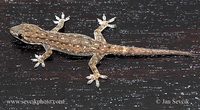 Hemidactylus frenatus - House Gecko