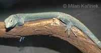 Varanus kordensis - Kordo Tree Monitor