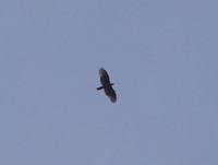 Sulawesi Hawk Eagle - Spizaetus lanceolatus