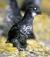 Least Auklet - Aethia pusilla