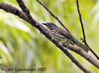 Luzon Striped Babbler - Stachyris striata